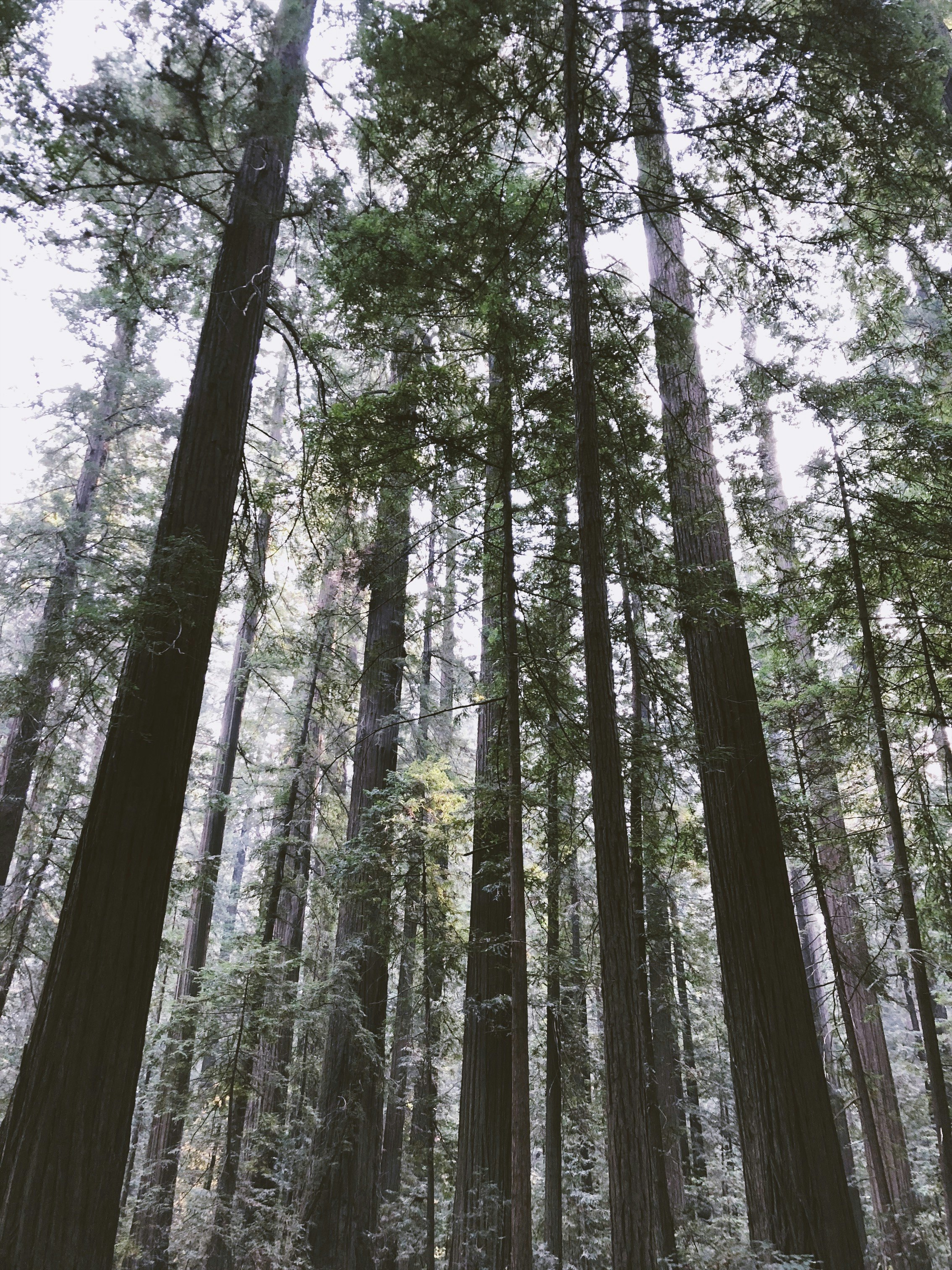 low angle view of green forest